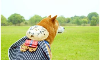 犬と夏休み旅行！関東のおすすめスポット5選！穴場も紹介！